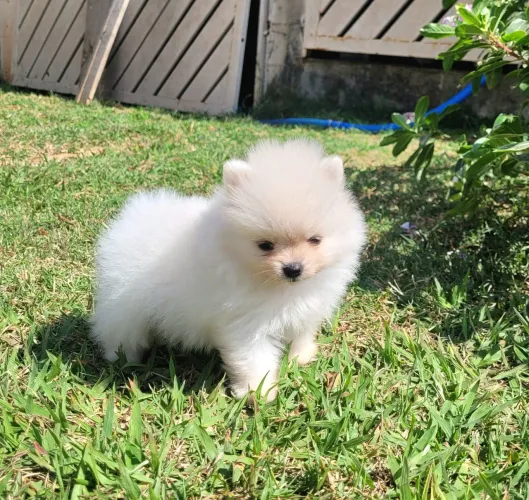 Spitz alemão - lulu da pomerania - para pessoas exigentes
