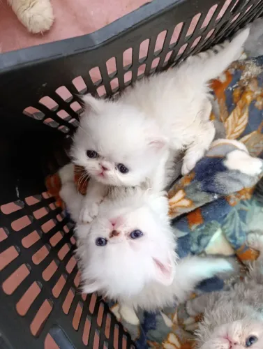 Filhote persa macho
