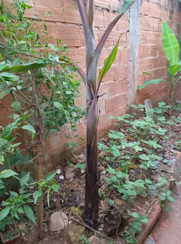 Mudas de banana d'água e são tome 
