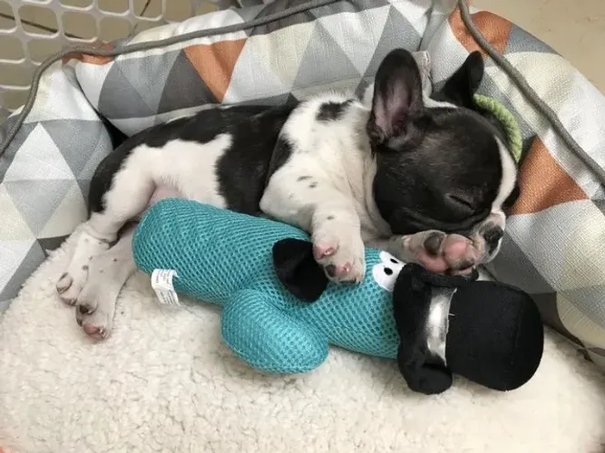 Bulldog Francês - Procurando por um companheiro?