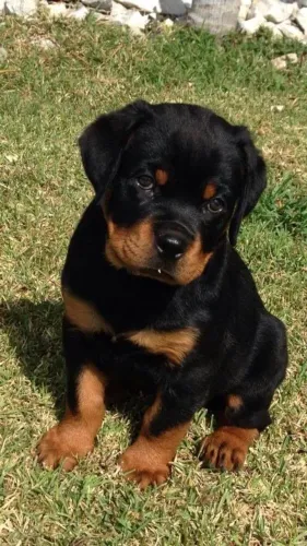 Filhoets de Rottweiler | Um latido cheio de carinho.