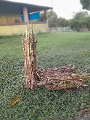 COMPRE GEMAS DO BRS KURUMI E CAPIAÇU DE QUEM ENTENDE DO ASSUNTO