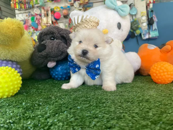 Filhote Spitz Alemão Lindo e Charmoso
