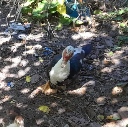 Vendo patos