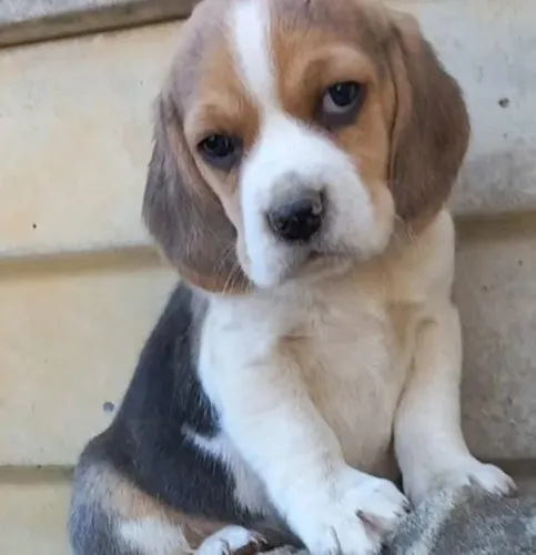 Beagle Filhotes Tricolores Super Perfeitos.