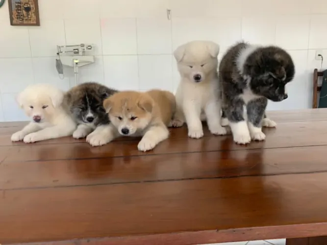 Filhotes de AKITA (pais com pedigree)