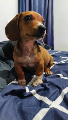Filhotes de Dachshund