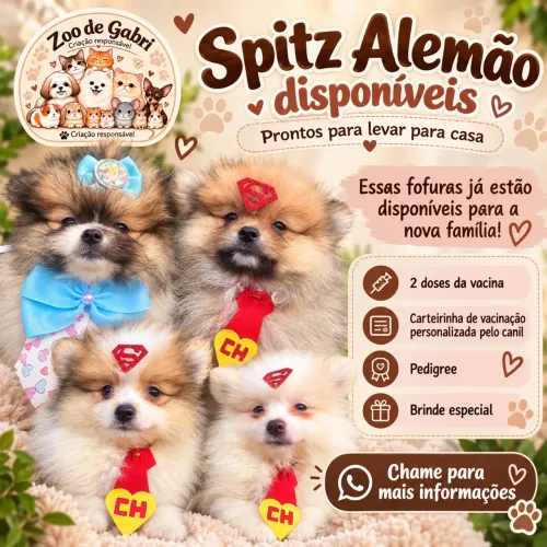 Cachorro