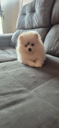 Spitz alemão 