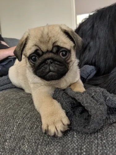 Pug Seu próximo doguinho está esperando por você