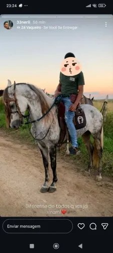 Vende-se cavalo macha batida com registro palhaço OMS 
