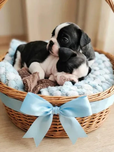 Filhotes de Bulldog Francês - Machos - Puros - Ótima Linhagem