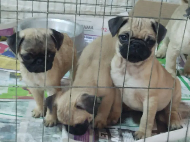 vendo pug