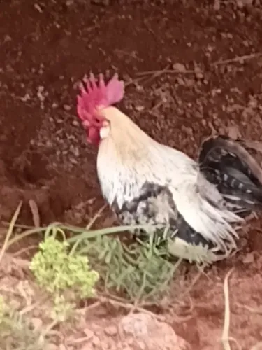 Galo garnin zé lindo e bem cuidado