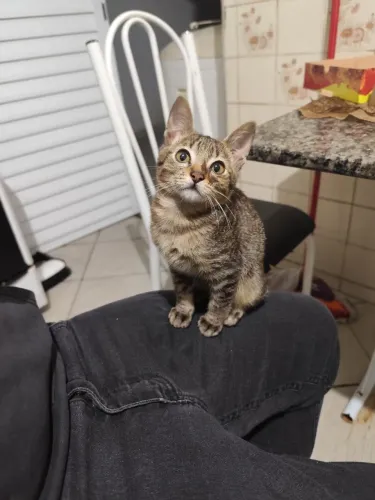 Doa se gato filhote