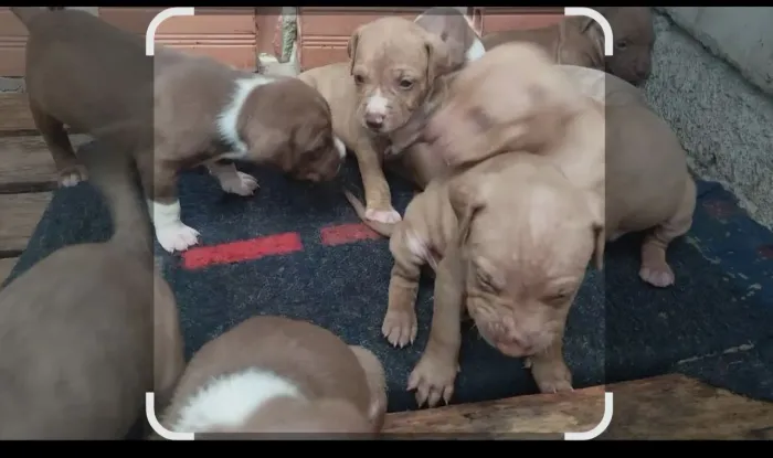 Doação de filhotes de Pitt Bull com american bull