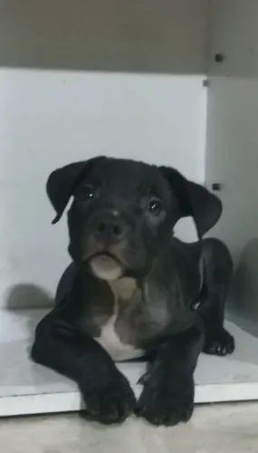 American Bully filhote -Apenas para pett