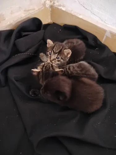 Adoção de Gatinhos