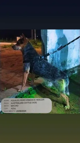 Cachorro australiano cattle dog