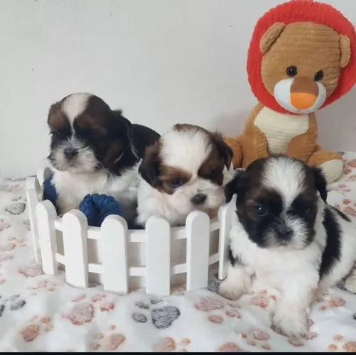 Shih tzu 0