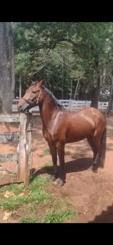 Égua domada 5 anos