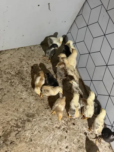 Pintinhos caipira 15 dias 30por300,00