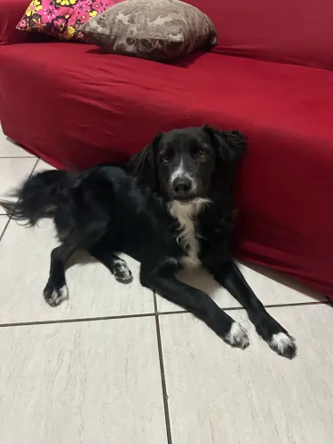 Doação cachorro ser