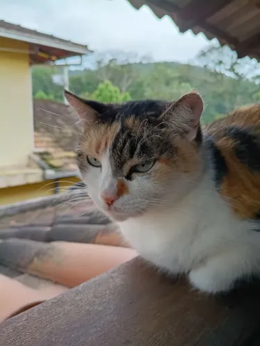 Doa-se gata.