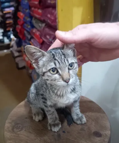 Adoção responsável gata fêmea