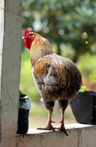 Galo suro