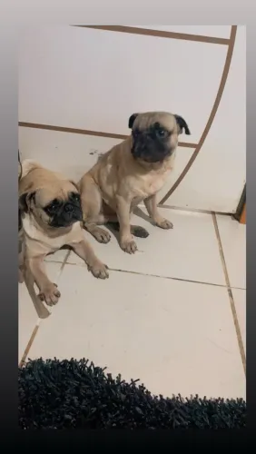 Vende-se casal de pug