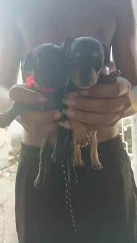 Dois cachorro pitcher pra vender uma fêmea e um macho