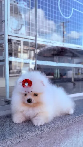 Filhote de Lulu da Pomerânia
