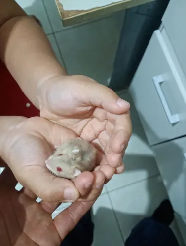 Vendo filhote de hamster 