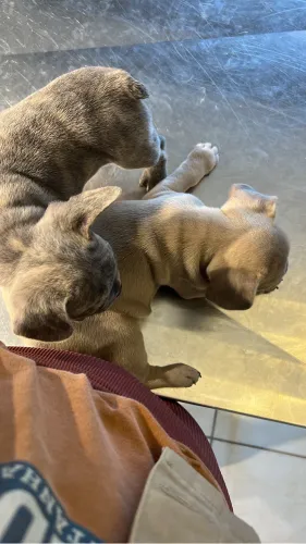 Vendo filhote de buldogue francês