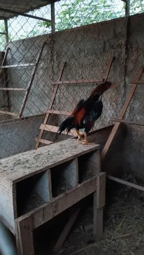 Vendo bichinho  galo e ganso 