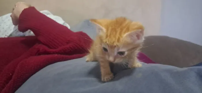 Doação de gatinhos