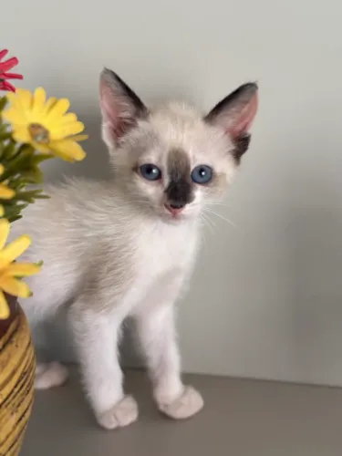 Gatinha de olhos azuis para adoção responsável