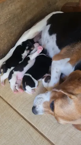 Cachorro beagle 