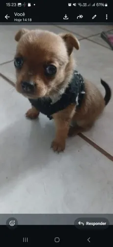 Vendo cachorrinha pincher