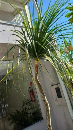 Precisando dar um trato no terreno ou no jardim? ?
