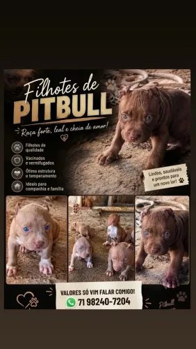 Pitmonster