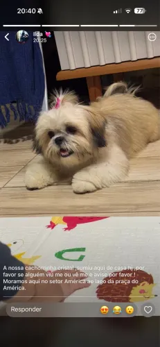 Vendo cachorro 