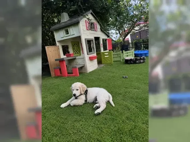 Filhotes Golden Retriever carinhosos e bem cuidados