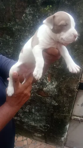 Cães de boa Genética