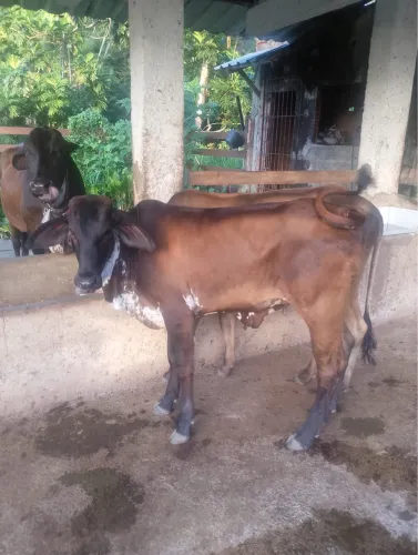 Bezerro e Bezerra 