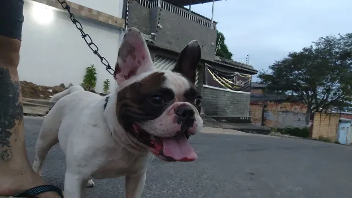 Vendo Bulldog francês 