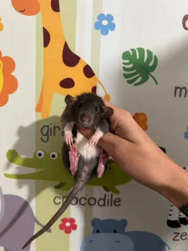 Ratinhos Twister Filhotes 