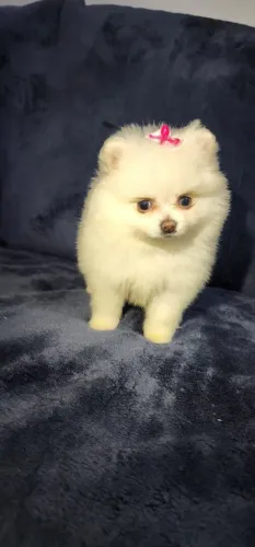 Filhote Spitz Alemão, Seu novo cãopanheiro está ansioso para te encher de amor!