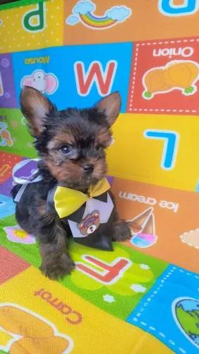 Filhotes de Yorkshire Terrier mini